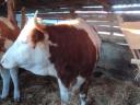 Hungarian heifer heifer and a bull for sale