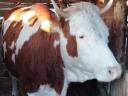 Hungarian heifer heifer and a bull for sale