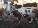 Hungarian heifer heifer and a bull for sale