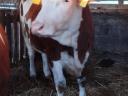 Hungarian heifer heifer and a bull for sale