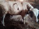 Hungarian heifer heifer and a bull for sale