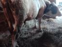 Hungarian heifer heifer and a bull for sale