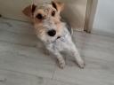 Foxterrier karakter