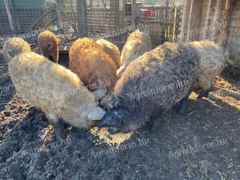 Mangalica fatteners