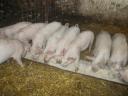 Piglets for sale