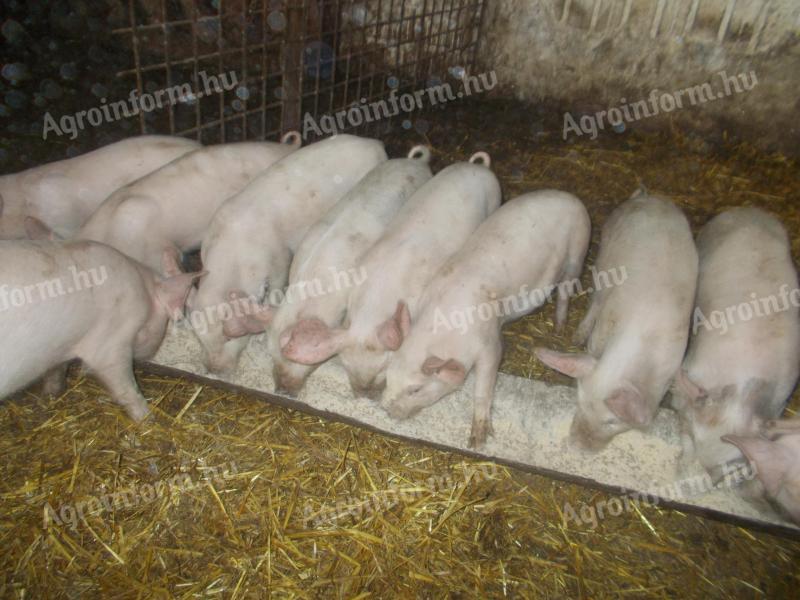 Piglets for sale