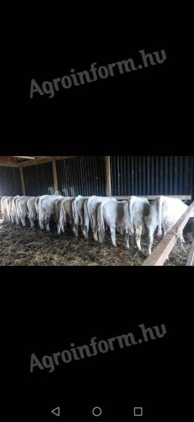 I am looking to buy beef calves, bulls and heifers