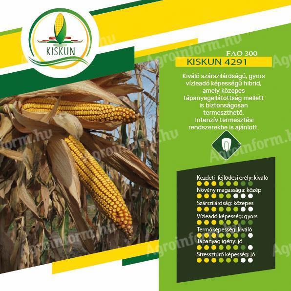 Kiskun 4291 early maturing maize seed