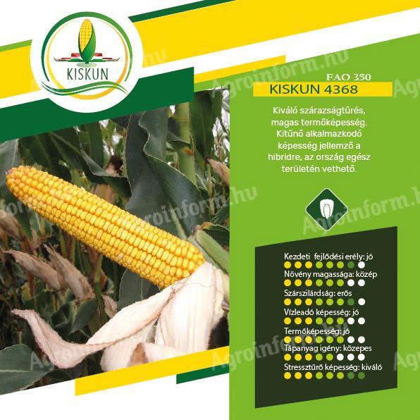 Kiskun 4368 (FAO 350) medium maize seed