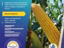 Pannon Genetic PG-452 (FAO 400) medium maize seed