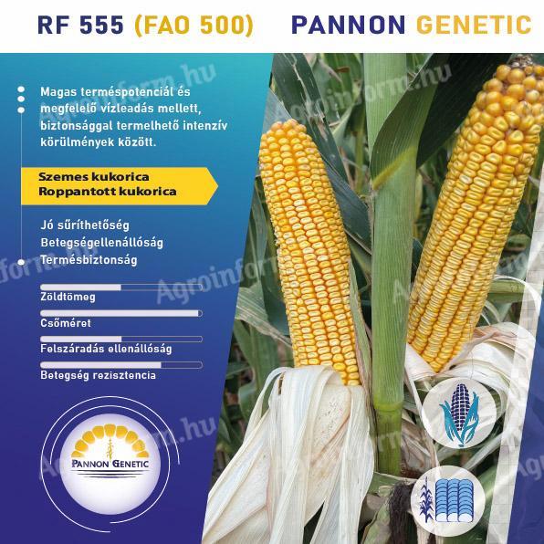 Pannon Genetic RF-555 (FAO 500) dvojúčelové osivo kukurice