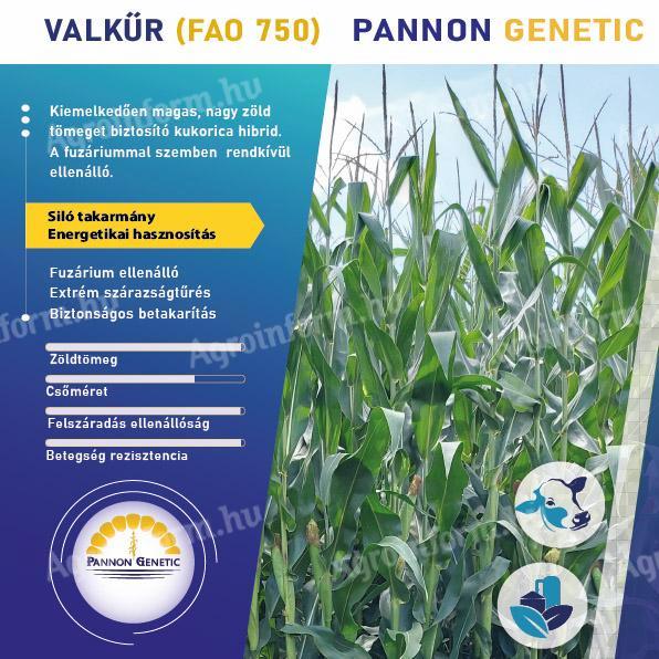 Pannon Genetic – PG Valkyur (FAO 750) Silomaissamen