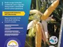 Pannon Genetic - PG 720 (FAO 700) silage maize seed