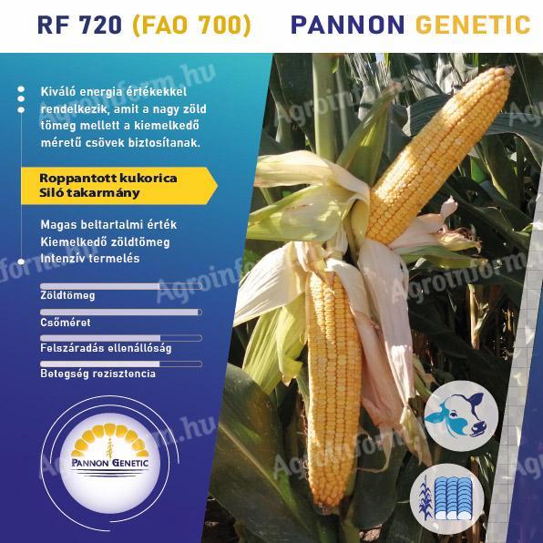 Pannon Genetic - PG 720 (FAO 700) sjeme silažnog kukuruza