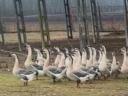 30 geese for sale