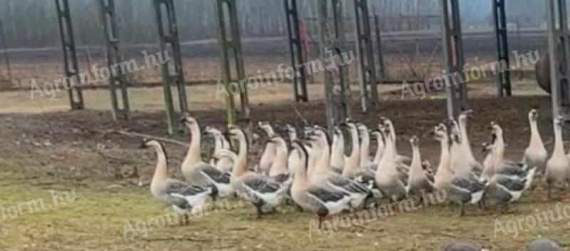 30 geese for sale