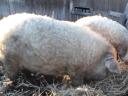 Mangalica fatteners for sale