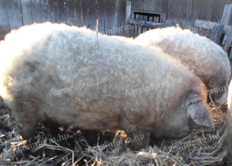 Mangalica fatteners for sale