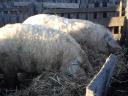 Mangalica fatteners for sale