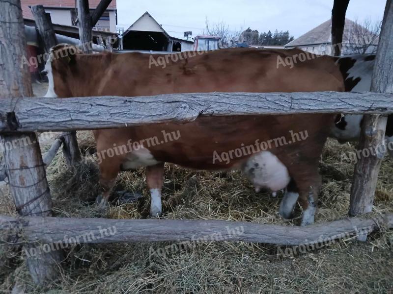 Krave molznice za prodajo