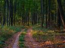 Wald zum Verkauf in Nóráp und Daka