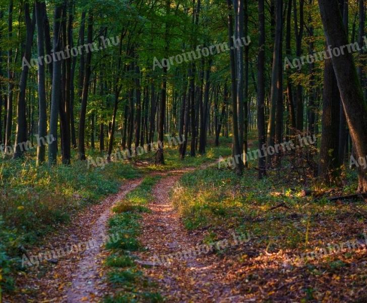 Wald zum Verkauf in Nóráp und Daka