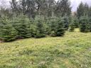 Normand pine for sale