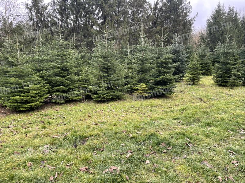 Normand pine for sale