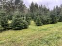 Normand pine for sale