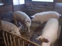 Fattened pigs for sale