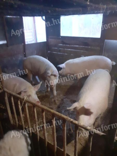 Fattened pigs for sale