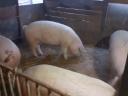 Fattened pigs for sale