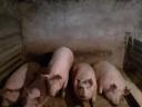 Fattened pigs for sale