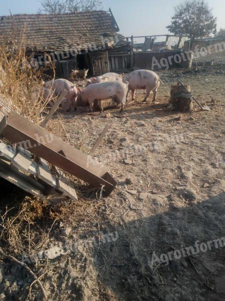 Fattening piglets for sale