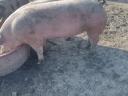 Fattening piglets for sale