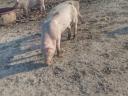 Fattening piglets for sale