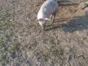 Fattening piglets for sale