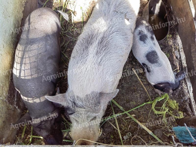 Predám 2 70 kg vešiaky za päťdesiat tisíc