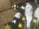 Holstein-Friesian calves for sale