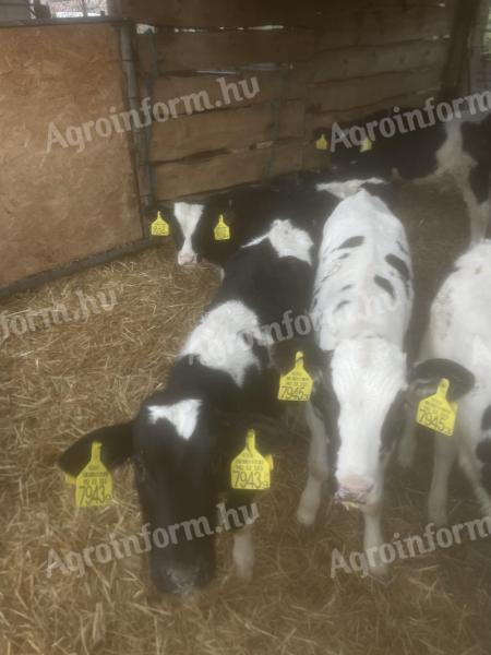 Holstein-Friesian calves for sale