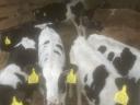 Holstein-Friesian calves for sale