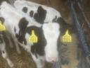 Holstein-Friesian calves for sale