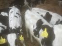 Holstein-Friesian calves for sale