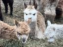 Alpaca