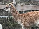 Alpaca