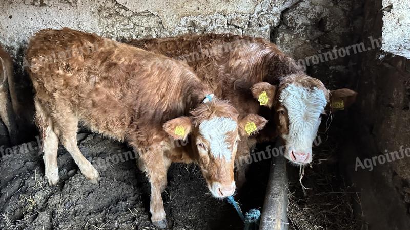 Limousin-Welpen zu verkaufen