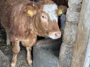 Limousin students for sale