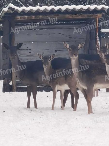 This year's bull moose bull lab