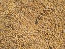 WHITE MILLET FOR SALE