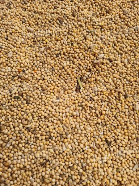 WHITE MILLET FOR SALE